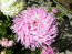 Из семейства коготковых - астра "Розовый зефир" , удивительно крупная и самая любимая.