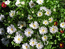 Астры карликовые (китайские) белые очень похожи на хризантемы.  Мелкие насыщенно красные цветочки маргариток  превосходно дополняют белизну астр.
