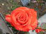 В этом году -розы порадовали многих, кто побывал на даче Саттаровых.
