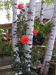 Ярко-красные бутоны роз смотрятся великолепно средь берёз.